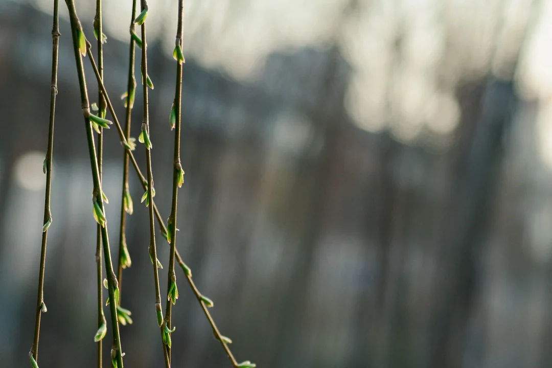 【文韵s36沙龙会】春风启新程 奋进正当时