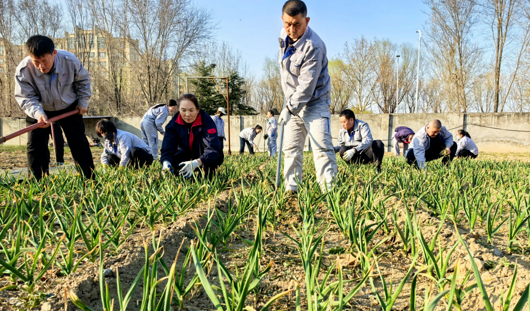 别样植树节:厂区菜园里的“绿色耕耘”